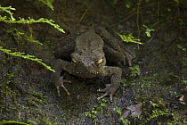 Giant River Toad (Bufo juxtasper), Danum Valley Conservation Area, Malaysia