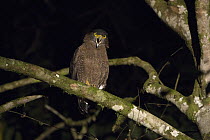 Crested Serpent-Eagle (Spilornis cheela) calling at night, Danum Valley Conservation Area, Malaysia
