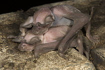 Wrinkle-lipped Free-tailed Bat (Chaerephon plicatus) newborn pups clutching to each other, Gomantong Caves, Sabah, Malaysia
