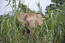 Borneo Pygmy Elephant (Elephas maximus borneensis) in tall grasses, Kinabatangan River, Malaysia