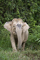 Borneo Pygmy Elephant (Elephas maximus borneensis) at edge of rainforest, Kinabatangan River, Malaysia