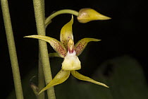 Orchid (Orchidaceae) flower, Danum Valley Conservation Area, Malaysia