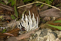 Coral fungus growing on rainforest floor, Danum Valley Conservation Area, Malaysia