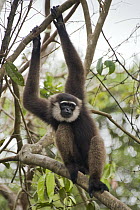 Agile Gibbon (Hylobates agilis) showing long arms, Tanjung Puting National Park, Indonesia