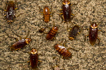 Australian Cockroach (Periplaneta australasiae) group at different developmental stages clustered on cave wall, Gomantong Caves, Sabah, Malaysia