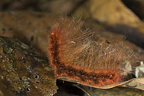 Moth caterpillar in defensive posture, Danum Valley Conservation Area, Malaysia
