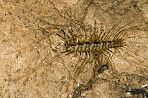 Centipede (Scutigera sp) living inside cave, Gomantong Caves, Sabah, Malaysia