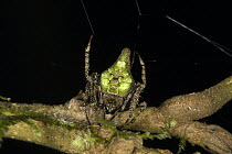 Money Spider (Linyphiidae), Danum Valley Conservation Area, Malaysia