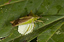 Stink Bug (Pentatomidae) mother with eggs on leaf, Danum Valley Conservation Area, Malaysia