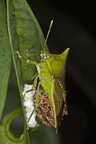Stink Bug (Pentatomidae) with hatchlings on belly, Danum Valley Conservation Area, Malaysia