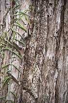Termites on tree trunk, Tanjung Puting National Park, Indonesia