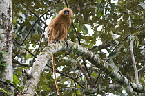 Red Leaf Monkey (Presbytis rubicunda) in rainforest, Danum Valley Conservation Area, Malaysia