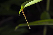 Tiger Leech (Haemadipsa picta) hanging from leaf, Danum Valley Conservation Area, Malaysia