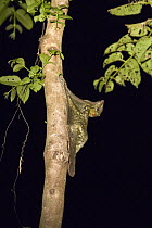 Malayan flying lemur (Cynocephalus variegatus) at night, Danum Valley Conservation Area, Malaysia