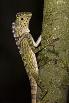 Borneo Anglehead Lizard (Gonocephalus bornensis), Danum Valley Conservation Area, Malaysia