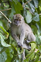 Long-tailed Macaque (Macaca fascicularis) sub-adult, Kinabatangan River, Malaysia
