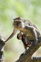 Long-tailed Macaque (Macaca fascicularis) infant nursing, Kinabatangan River, Malaysia
