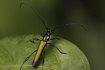 Longhorn Beetle (Cerambycidae), Bateke Plateau National Park, Gabon