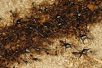 Safari Ant (Dorylus sp) soldiers protecting workern ants, Bateke Plateau National Park, Gabon