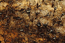 Safari Ant (Dorylus sp) soldiers protecting worker ants, Bateke Plateau National Park, Gabon