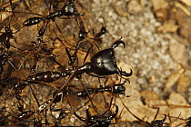 Safari Ant (Dorylus sp) soldier protecting workers, Bateke Plateau National Park, Gabon