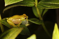 Long-nosed Reed Frog (Hyperolius nasutus) male calling, Bateke Plateau National Park, Gabon