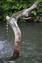 Ornate Monitor (Varanus ornatus) lizard basking in middle of river, Bateke Plateau National Park, Gabon
