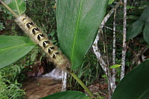 Nymphalid Butterfly (Nymphalidae) caterpillar, Bateke Plateau National Park, Gabon