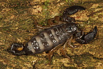 Pregnant scorpion in gallery forest, Bateke Plateau National Park, Gabon