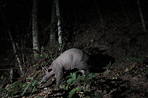 Aardvark (Orycteropus afer) at night, Bateke Plateau National Park, Gabon