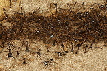 Safari Ant (Dorylus sp) soldiers protecting worker ants, Bateke Plateau National Park, Gabon