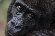 Western Lowland Gorilla (Gorilla gorilla gorilla) five year old orphan, part of reintroduction project by Aspinall Foundation, Bateke Plateau National Park, Gabon