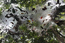 Funnel Weaver Spider (Agelena sp) communal web, Bateke Plateau National Park, Gabon