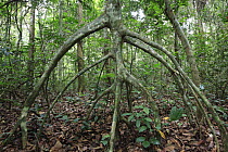 Stilt roots in gallery forest, Bateke Plateau National Park, Gabon