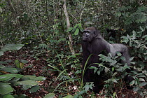 Western Lowland Gorilla (Gorilla gorilla gorilla) fifteen year old silverback, part of reintroduction project by Aspinall Foundation, Bateke Plateau National Park, Gabon