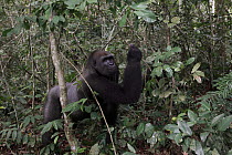 Western Lowland Gorilla (Gorilla gorilla gorilla) fifteen year old silverback foraging, part of reintroduction project by Aspinall Foundation, Bateke Plateau National Park, Gabon