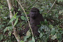 Western Lowland Gorilla (Gorilla gorilla gorilla) female, part of reintroduction project by Aspinall Foundation, Bateke Plateau National Park, Gabon
