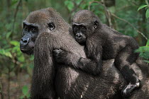 Western Lowland Gorilla (Gorilla gorilla gorilla) reintroduced female with a baby born in the wild, Bateke Plateau National Park, Gabon