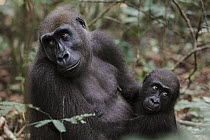 Western Lowland Gorilla (Gorilla gorilla gorilla) reintroduced female with a baby born in the wild, Bateke Plateau National Park, Gabon