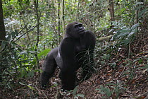 Western Lowland Gorilla (Gorilla gorilla gorilla) fifteen year old silverback displaying, part of reintroduction project by Aspinall Foundation, Bateke Plateau National Park, Gabon