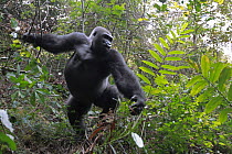 Western Lowland Gorilla (Gorilla gorilla gorilla) fifteen year old silverback charging to protect group, part of reintroduction project by Aspinall Foundation, Bateke Plateau National Park, Gabon. Seq...
