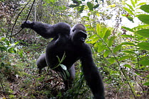 Western Lowland Gorilla (Gorilla gorilla gorilla) fifteen year old silverback charging to protect group, part of reintroduction project by Aspinall Foundation, Bateke Plateau National Park, Gabon. Seq...