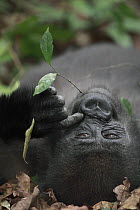 Western Lowland Gorilla (Gorilla gorilla gorilla) five year old orphan scratching nose while chewing on leaf, part of reintroduction project by Aspinall Foundation, Bateke Plateau National Park, Gabon