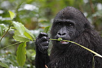 Western Lowland Gorilla (Gorilla gorilla gorilla) five year old orphan feeding on leaf, part of reintroduction project by Aspinall Foundation, Bateke Plateau National Park, Gabon