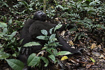 Western Lowland Gorilla (Gorilla gorilla gorilla) five year old orphan in rainforest, part of reintroduction project by Aspinall Foundation, Bateke Plateau National Park, Gabon