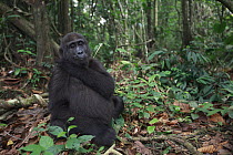 Western Lowland Gorilla (Gorilla gorilla gorilla) five year old orphan in rainforest, part of reintroduction project by Aspinall Foundation, Bateke Plateau National Park, Gabon