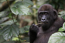 Western Lowland Gorilla (Gorilla gorilla gorilla) five year old orphan feeding, part of reintroduction project by Aspinall Foundation, Bateke Plateau National Park, Gabon