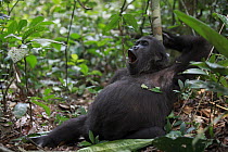 Western Lowland Gorilla (Gorilla gorilla gorilla) five year old orphan yawning, part of reintroduction project by Aspinall Foundation, Bateke Plateau National Park, Gabon