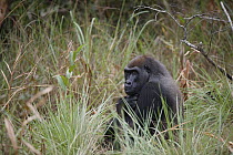Western Lowland Gorilla (Gorilla gorilla gorilla), part of reintroduction project by Aspinall Foundation, Bateke Plateau National Park, Gabon
