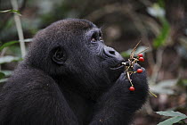 Western Lowland Gorilla (Gorilla gorilla gorilla) five year old orphan eating berries, part of reintroduction project by Aspinall Foundation, Bateke Plateau National Park, Gabon